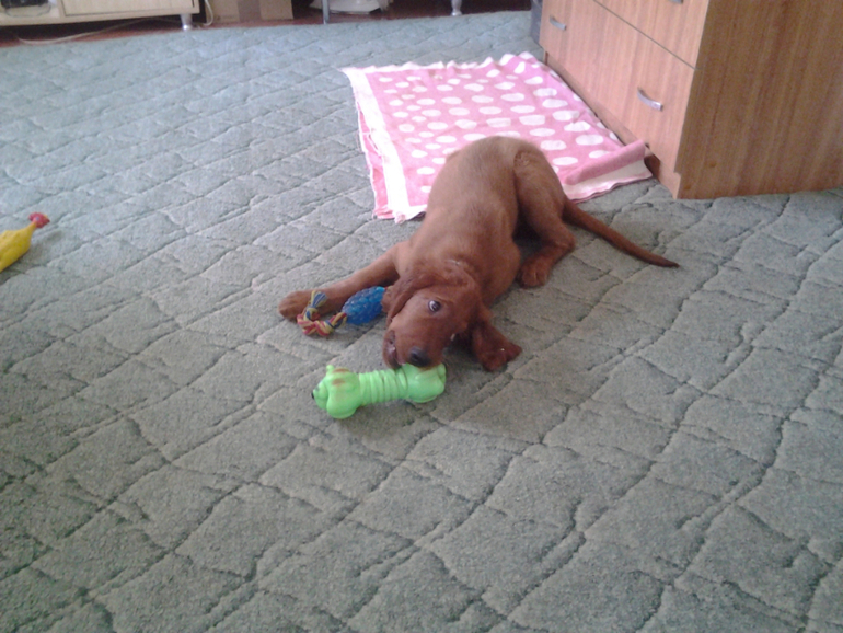 мой имбирный пряничек Милан и Цезарь(много фото)