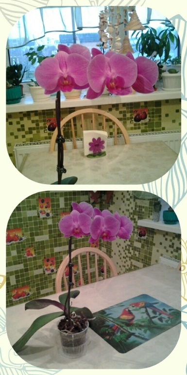 мамина орхидеюшка