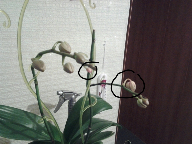 что с орхидеюшкой??