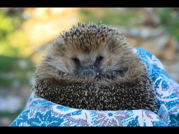 какие они все-таки милые..ежики!