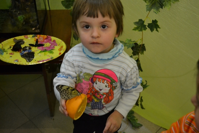 Бабочки
