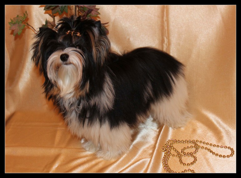 Моя красотка Шер 7.5 мес.