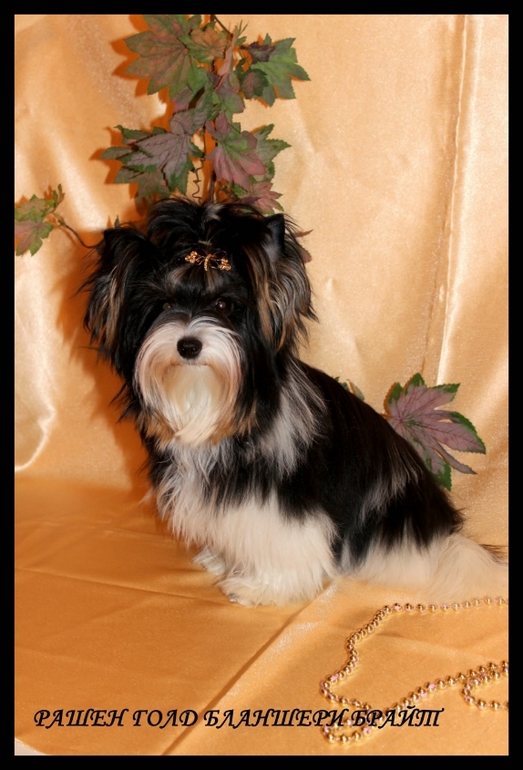 Моя красотка Шер 7.5 мес.