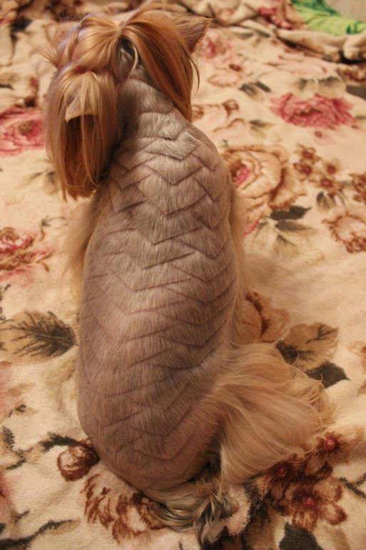 Новая стрижка Бони