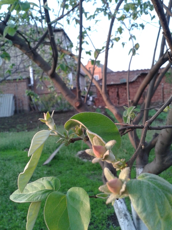 Моя радость