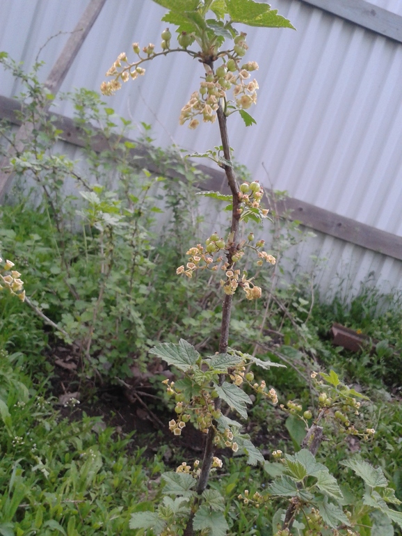 Моя радость