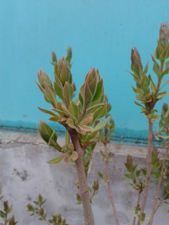 Ранняя весна