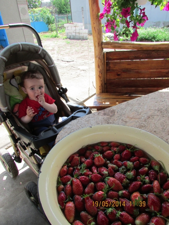 Урожай клубничный...Мише 9 месяцев
