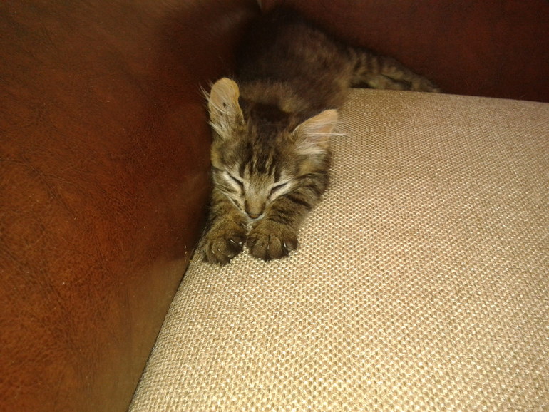 Пристраиваю нашего шилопопа