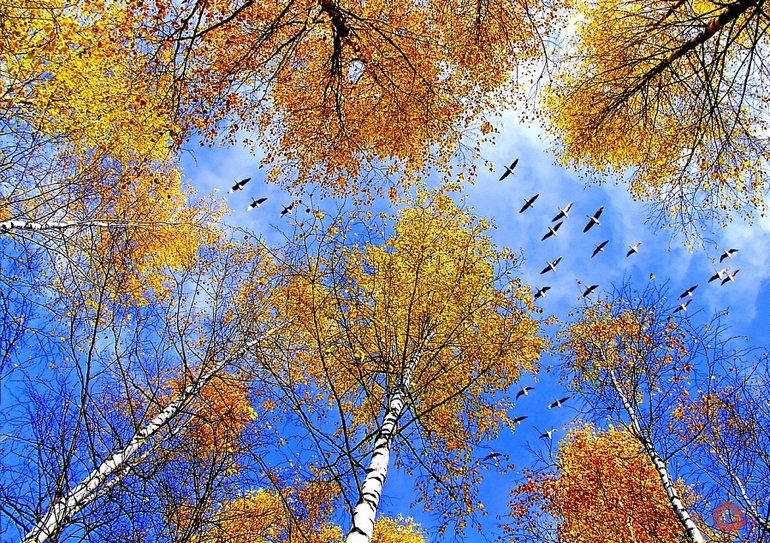 Кто куда? Фестиваль