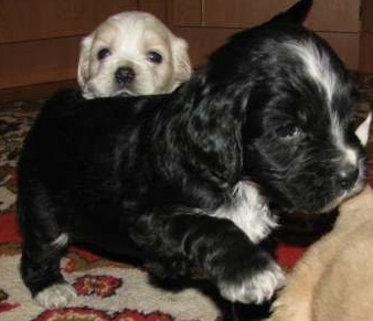 Вот и мой спаниелька)