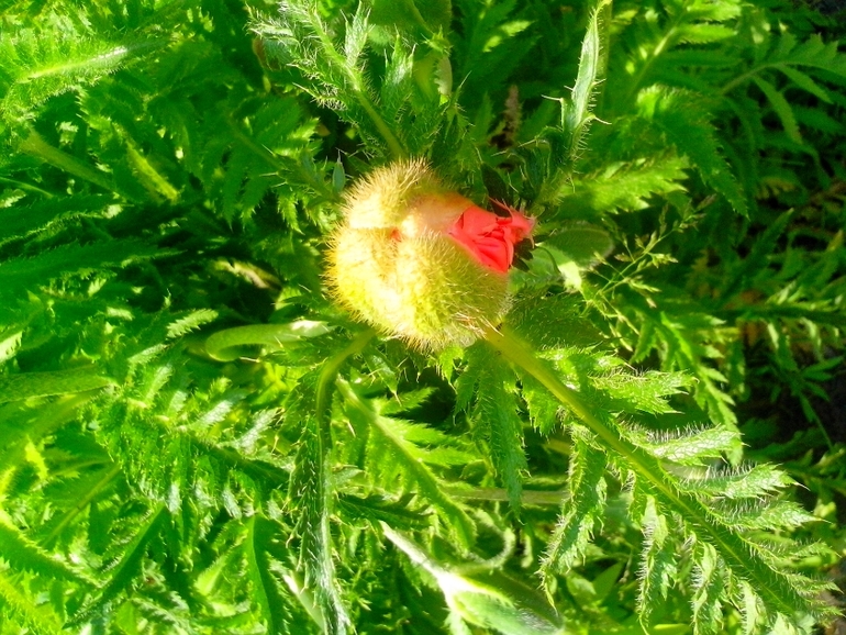 Что за чудо-цветочек?