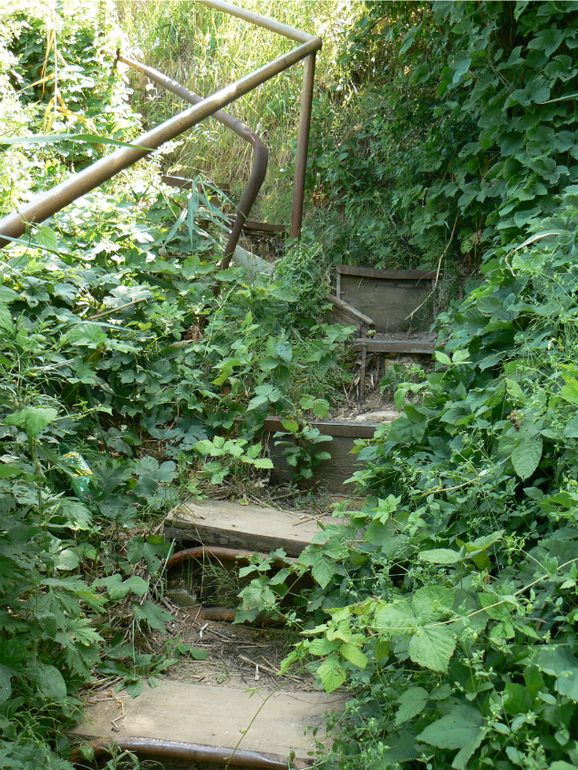 Мишка и Альтаир.