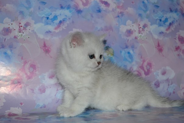 Британские серебристые котята