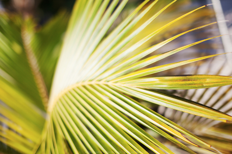 Seychelles islands. Part I