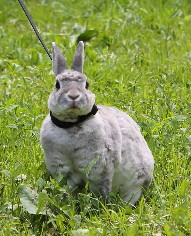 Мои кролики гуляют)