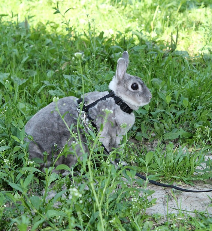 Крольчиха- Мышка на прогулке=)