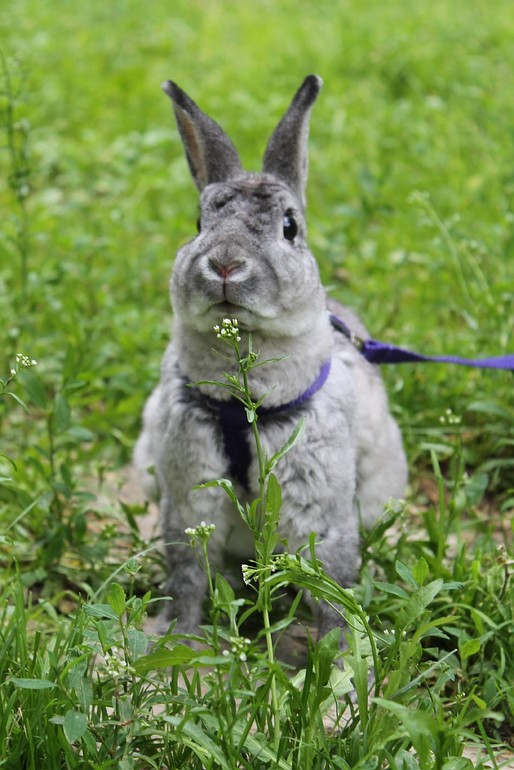 Мои кролики гуляют)