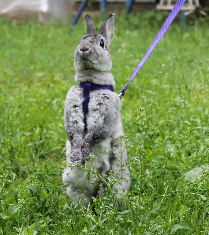 Мои кролики гуляют)