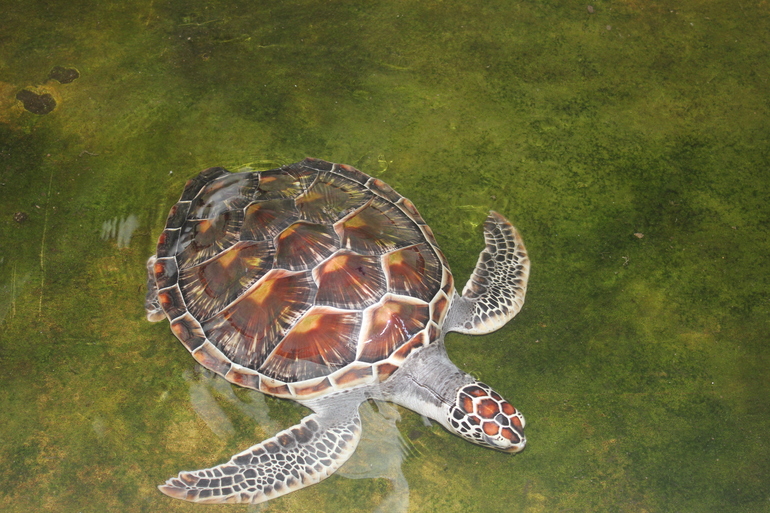 Пролетели 2 недели на Пхукете..... (пост №1)