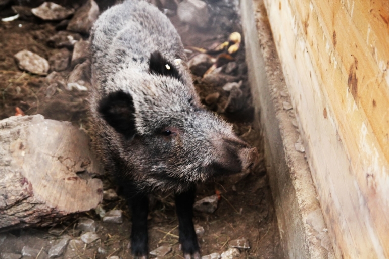 Томская Писаница! что соскучилась я по ней... (утомительный пост)