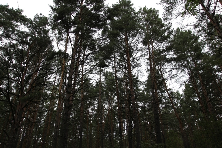 Томская Писаница! что соскучилась я по ней... (утомительный пост)