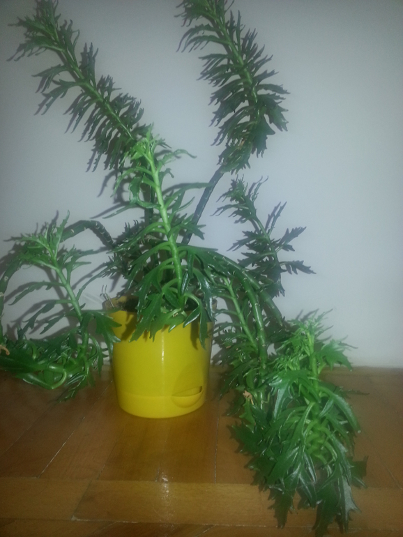 Подскажите пожалуйста,как называется растение?