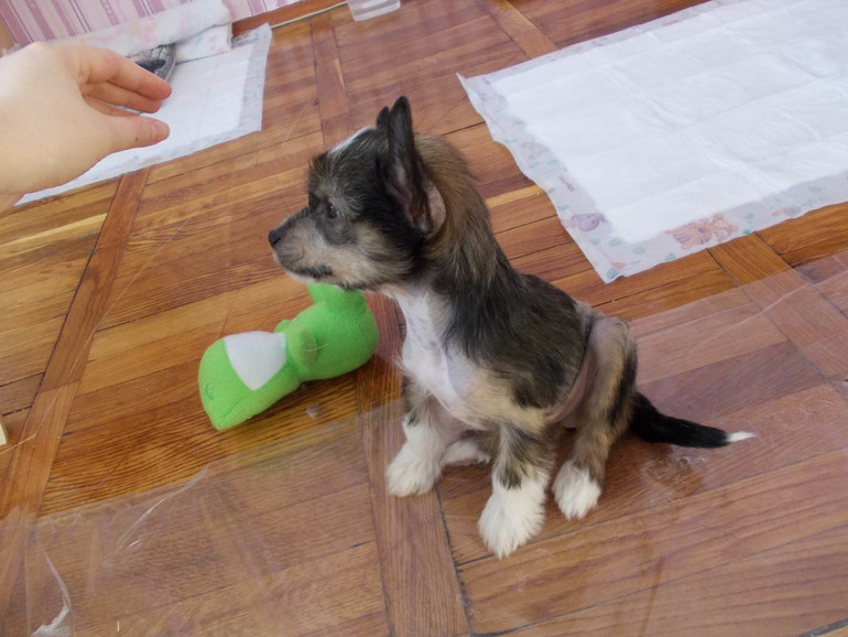 Появление щенка, кот, и первая неделя в доме))