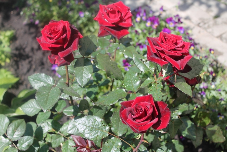 Цветы, цветочки на нашей даче ( немного фото часть 2)