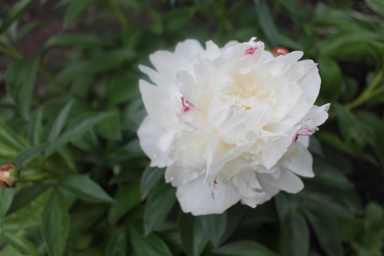 Цветы, цветочки на нашей даче ( немного фото часть 2)