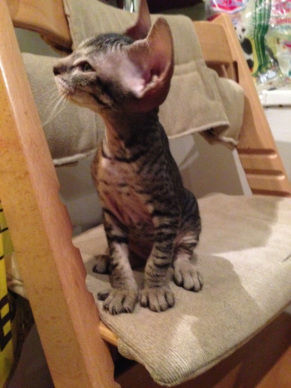 Про наших ушастых деток!)