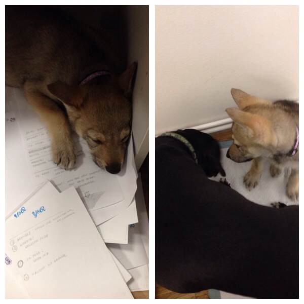 Немного телефонофото