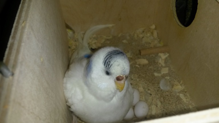 Моя курица))))))