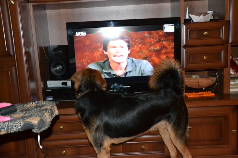 А ваши животные телевизор смотрят?
