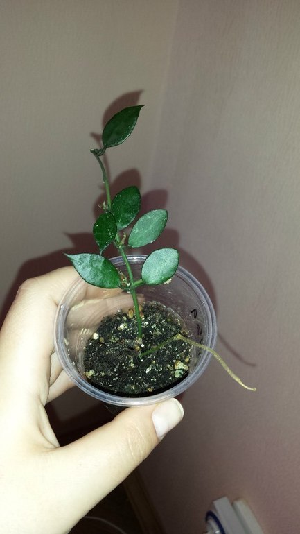 Продаю черенки Хойй. Очень красивоцветущие растения.  Санкт-Петербург