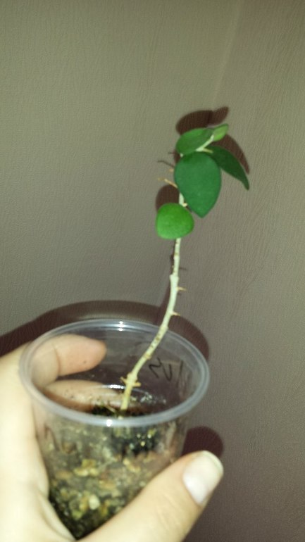 Продаю черенки Хойй. Очень красивоцветущие растения.  Санкт-Петербург