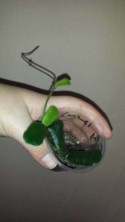 Продаю черенки Хойй. Очень красивоцветущие растения.  Санкт-Петербург