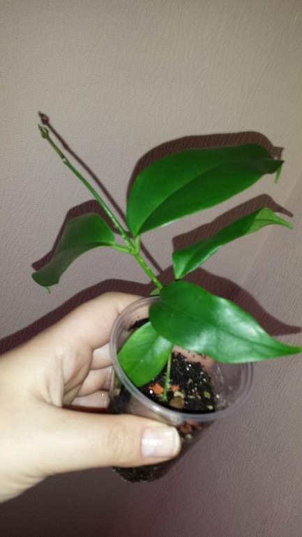 Продаю черенки Хойй. Очень красивоцветущие растения.  Санкт-Петербург