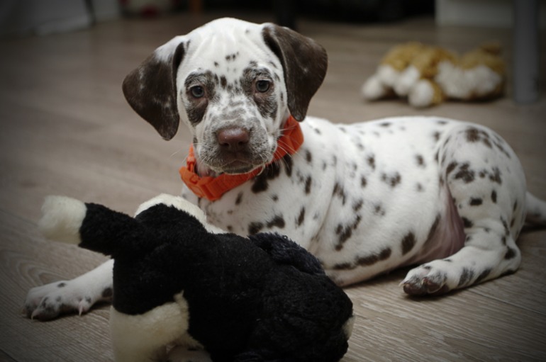 Это третья попытка! Надеюсь уже точно приживется!