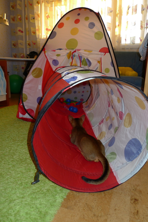 Любимая игрушка котика