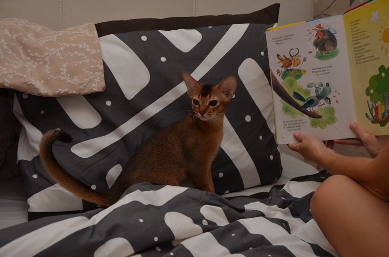 мой Абиссинец! Дикого окраса и характера такого же