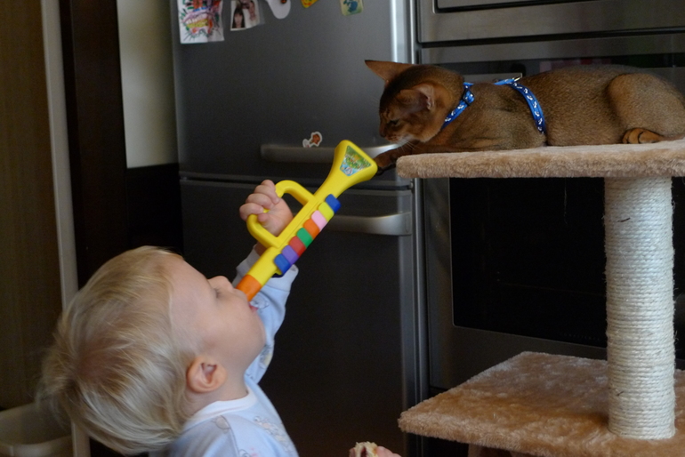 Кот - засранец, это навсегда?