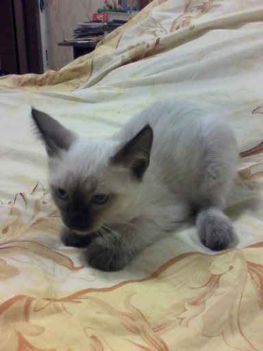 Даром сиамские котята.