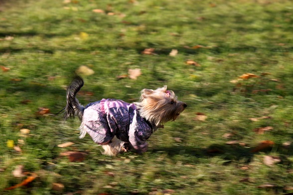 Мой любимый тЫрьер!