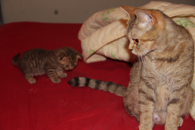 Моя Анфиса и её детки)))