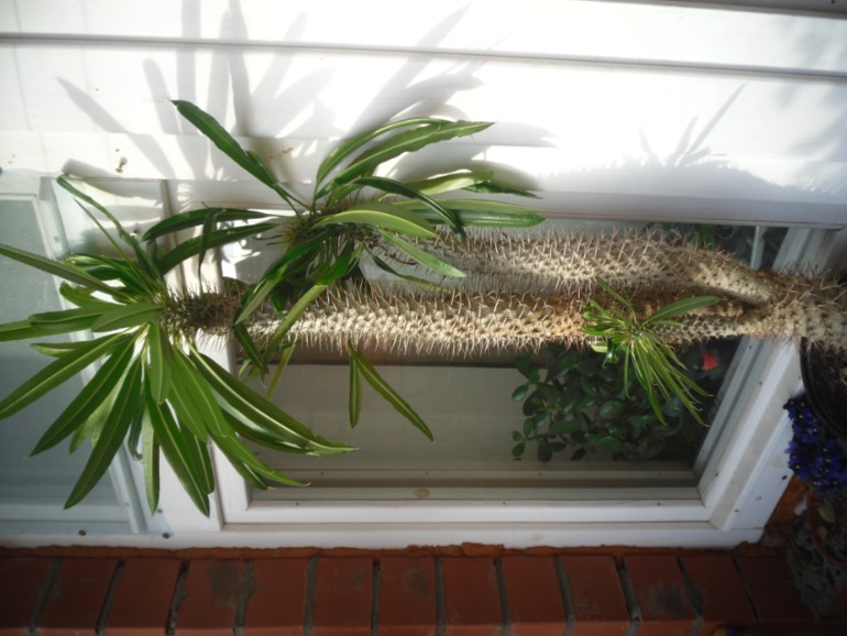 Вот такой пахиподиум вырос))