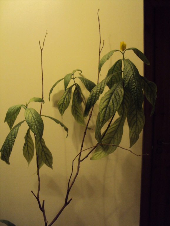 Что за красота?