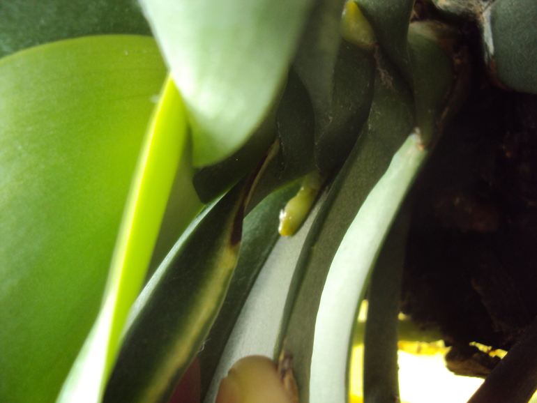 Что растет у орхидеи??