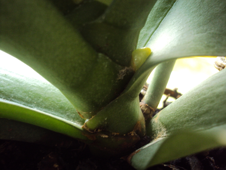 Что растет у орхидеи??