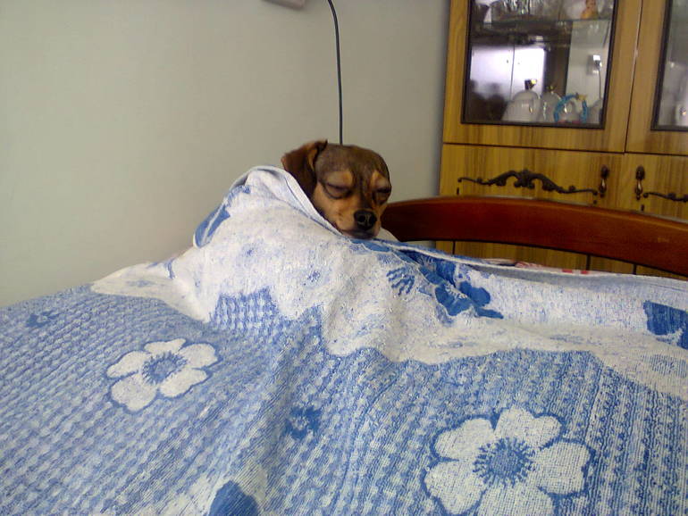 Спящая Тыква)))